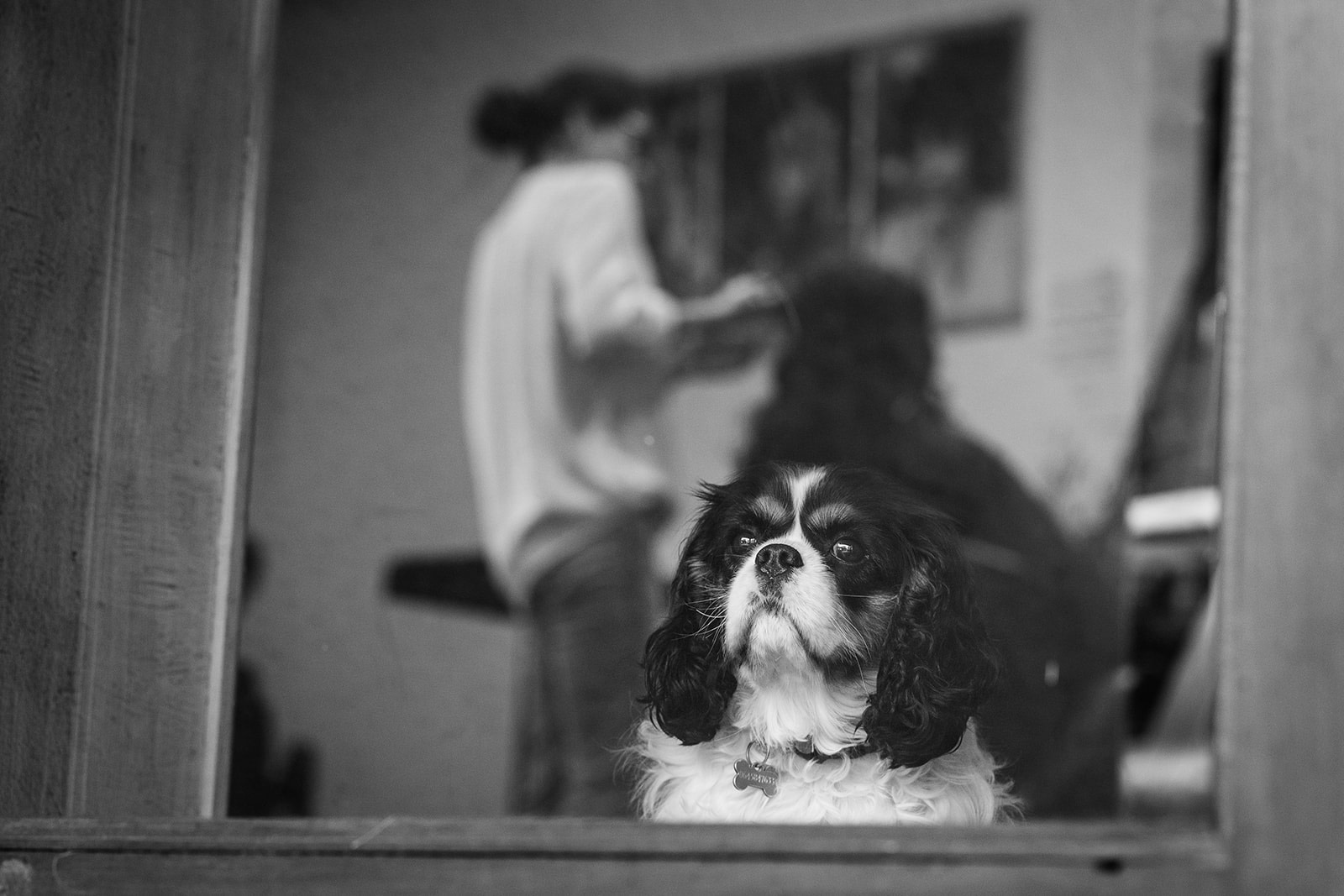A black and white photo of a small dog with long ears looking out of a window at a winter wedding in France. In the blurred background, two people are standing and talking inside the room, capturing an intimate wedding photography moment.